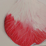 Plants: image 5 0f 8 thumb